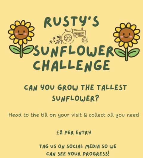 Rusty's Sunflower Challenge